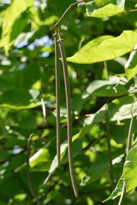 Catalpa bignonioides - katalpa obecná - plod (75)